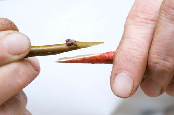 Innestare una prugna copulando è il modo più semplice, anche per i giardinieri inesperti.