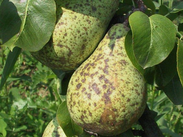  La derrota del fruto de pera y hojas de sarna.