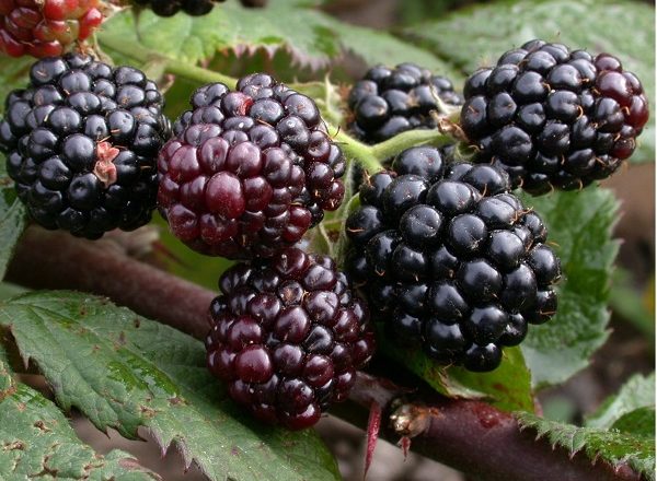  Blackberry tornfree