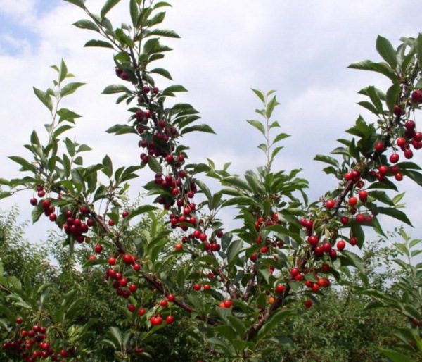  Cherry with fruits grade Morozovka