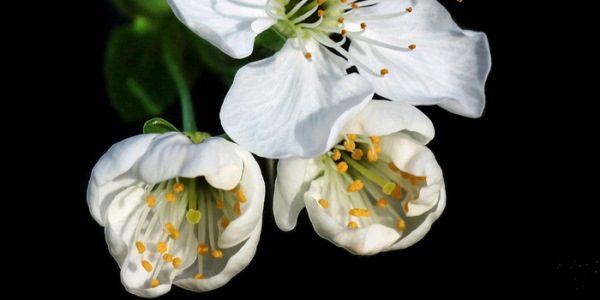  Chocolate inflorescence consists of 3 flowers