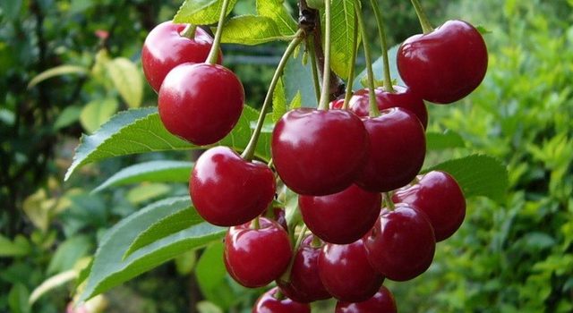  Lubskaya Cherry