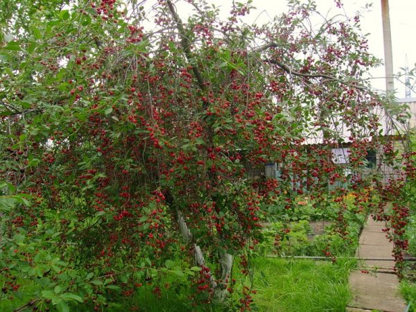 Lyubskaya Cherry, lista para cosechar fruta madura.