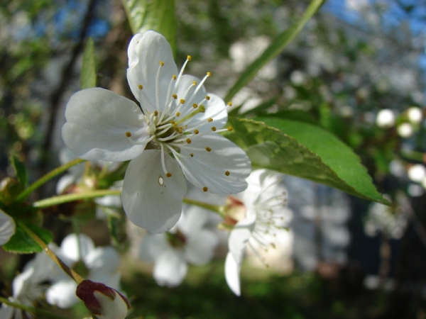 Cherry varieties Vladimirskaya is a self-productive variety, requires careful selection of pollinators