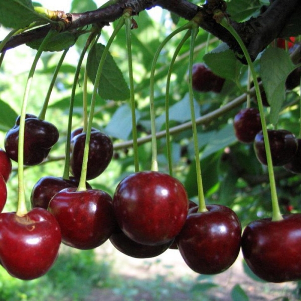  The advantages of cherry varieties Vladimirskaya include high yield and versatility of berries, good winter hardiness.