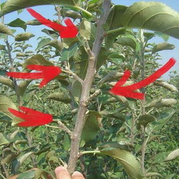  Proliferación de peras