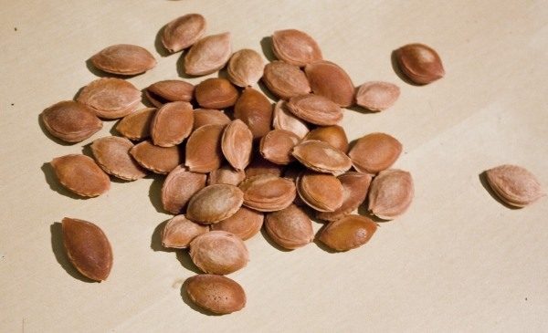  Los huesos de ciruela y sus granos son ampliamente utilizados con fines medicinales.