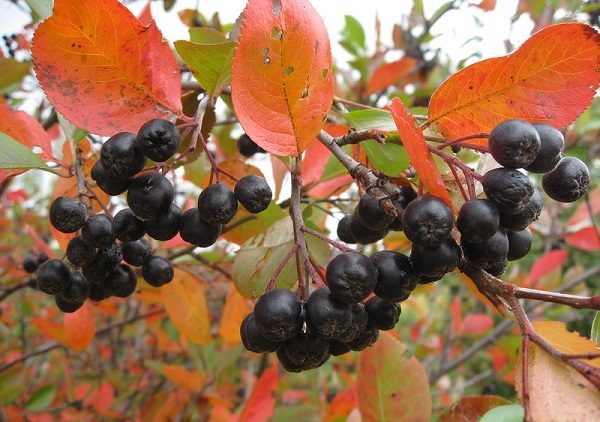  Bacche di chokeberry nero sul cespuglio, pronto per la mietitura