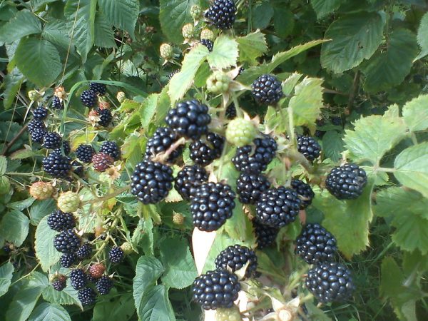  Agaveam de moras maduras