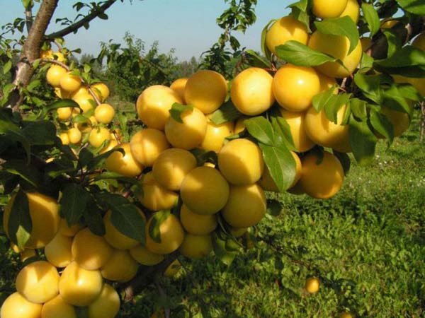  Varietà prugna Ussuriyskaya resistente all'inverno, i frutti non sono soggetti a stoccaggio, ad alto rendimento