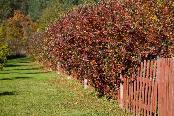  Per la coltivazione del chokeberry è necessario scegliere aree ben illuminate con una quantità sufficiente di umidità nel terreno
