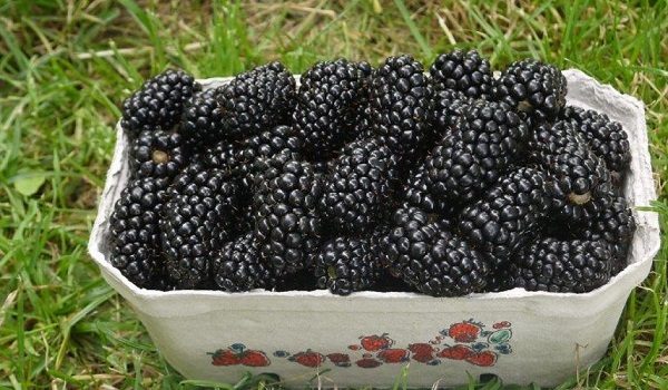  Cultivo de moras maduras de Natchez.