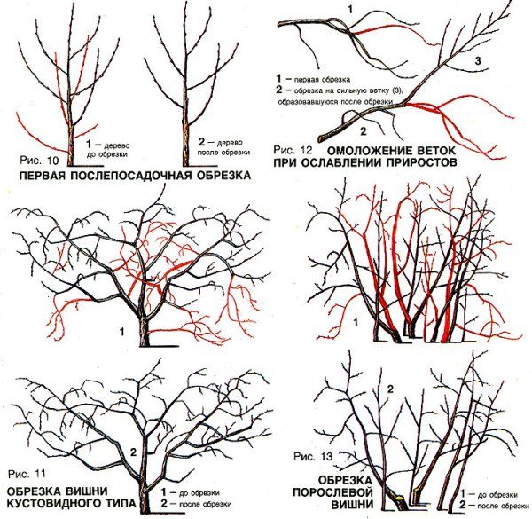  Chocolatnica Cherry Trimming Scheme