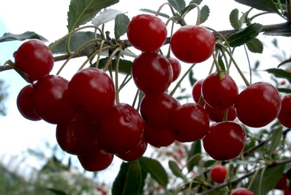  Low-growing cherry grade Bistrin