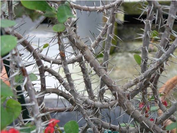  Filiali spinose di prugna selvatica