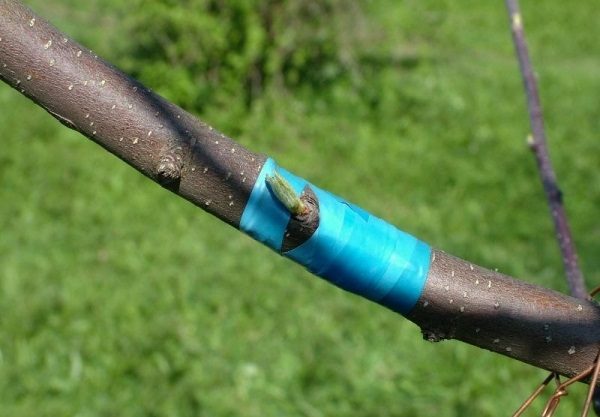  Grafted and processed pear
