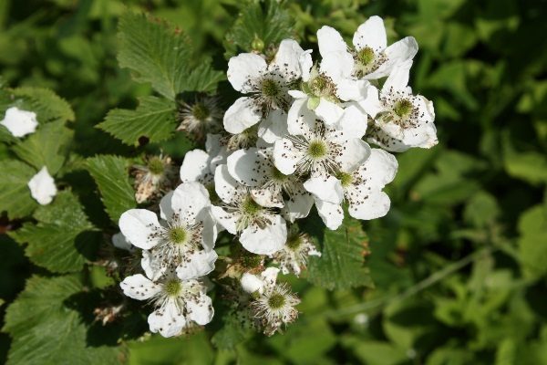 Flores de zarzamora ruben