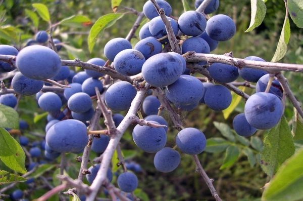  Ciruela silvestre