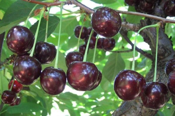  Cherry fruits Vladimirskaya