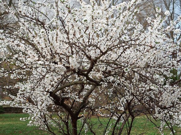  Felt Cherry Blossom