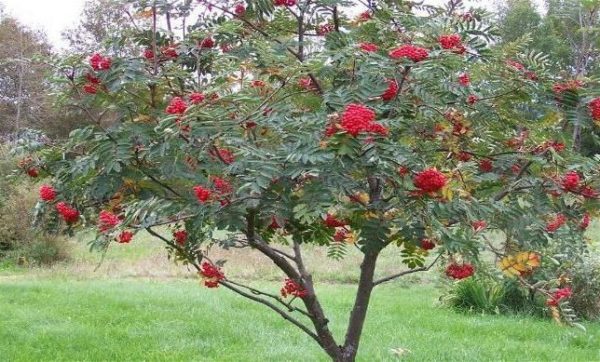  Rowan correttamente piantato