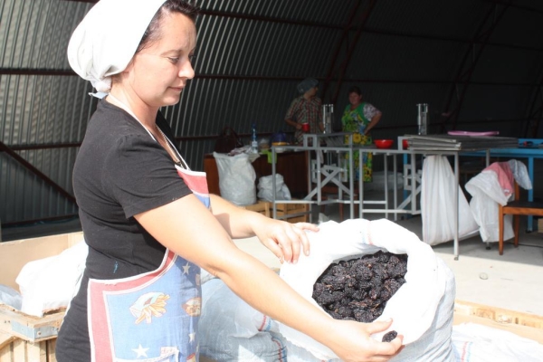  Per le prugne serve una preparazione speciale di bacche.