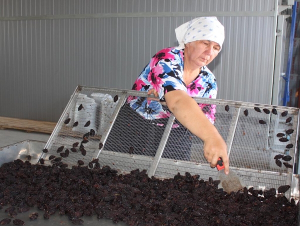 Per la produzione di prugne secche in un ambiente di produzione utilizzando essiccatori multi-livello o essiccatori a tunnel (canali)