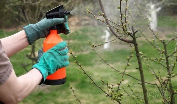  Spring processing of trees with fungicides