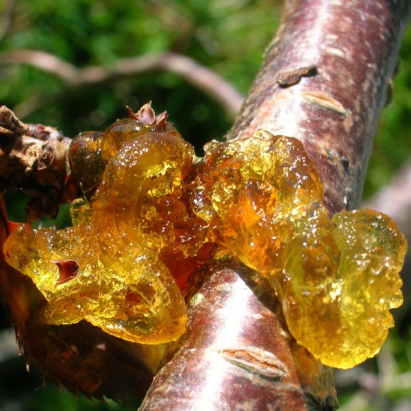  Cherry gommosis disease
