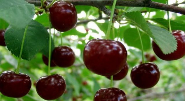  Cereza generosa