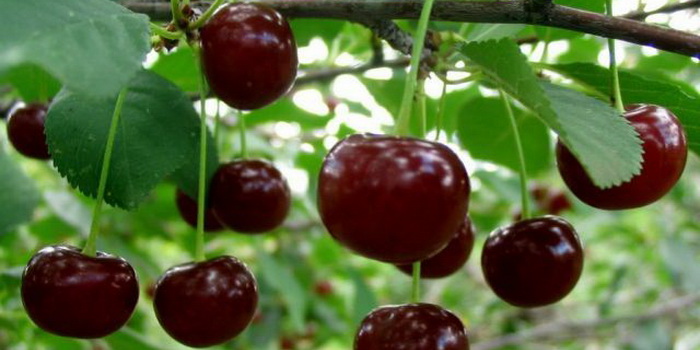  Cereza generosa