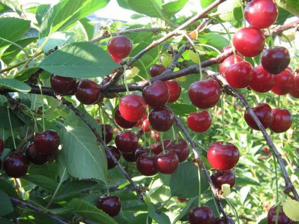  Frutas Cerezas Generosas