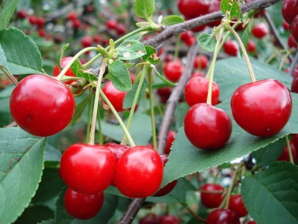  Un tipo di albero cespuglio di Ural Ruby Cherry è in grado di produrre fino a 7 kg di bacche