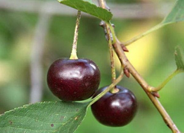  Bacche mature della ciliegia rubino di Ural