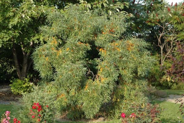 L'olivello spinoso è una pianta aggressiva che si moltiplica molto rapidamente