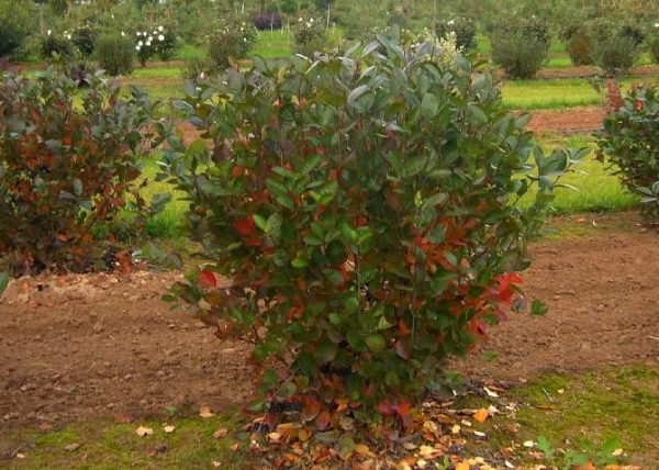 Chokeberry è resistente ai parassiti, spruzzato con miscela bordolese all'1% per prevenirlo.