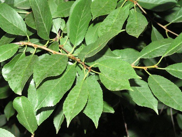  The leaves of cherry contain many nutrients as in the berries
