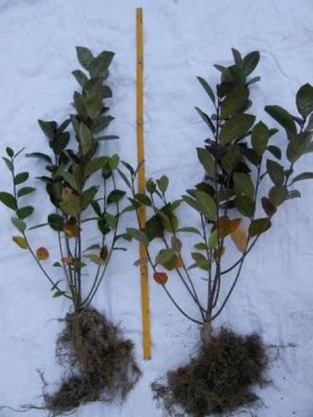  La stagione più adatta per piantare la cenere di montagna di Grenade è l'autunno.