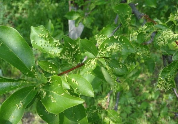  Acaro di Gall