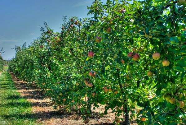  Frutteto di mele