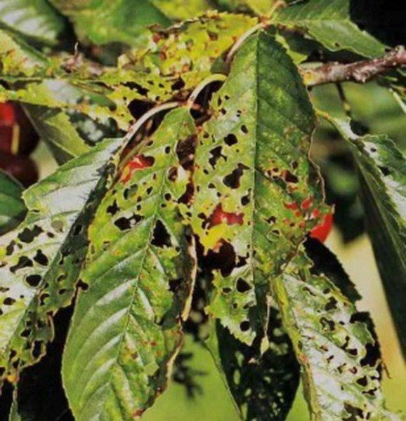  Holey spot or cherry bastardiasis