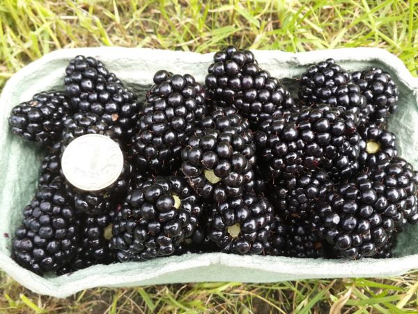  Tamaños de Blackberry Berries Triple Crown