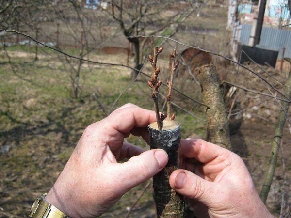  Sprig immediately after graft