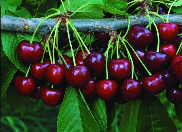  Cerezas Valery Chkalov