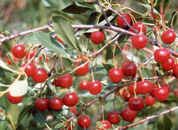  Estepa Cereza