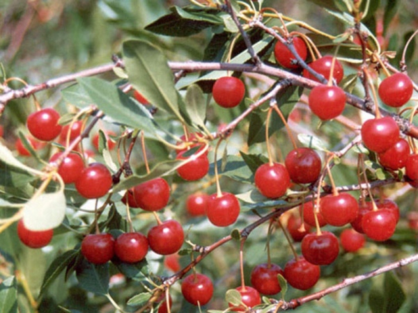  Steppe cherry