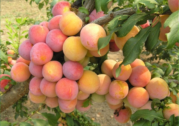  Variedades de ciruelas Golden Ball de alto rendimiento, frutas con el sabor original de melocotón y piña