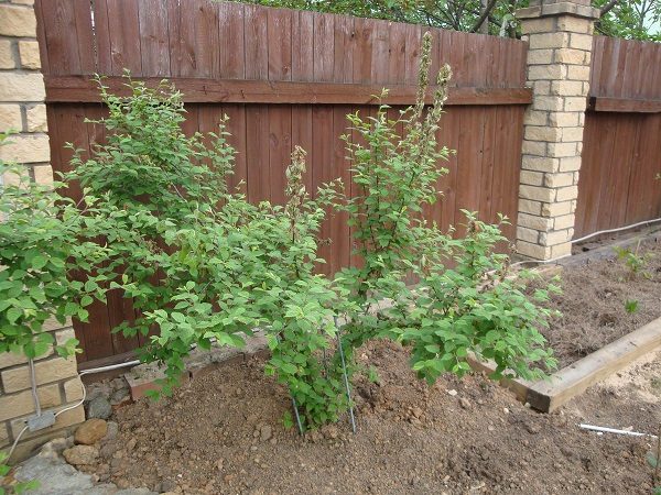  Young seedlings of felted cherries