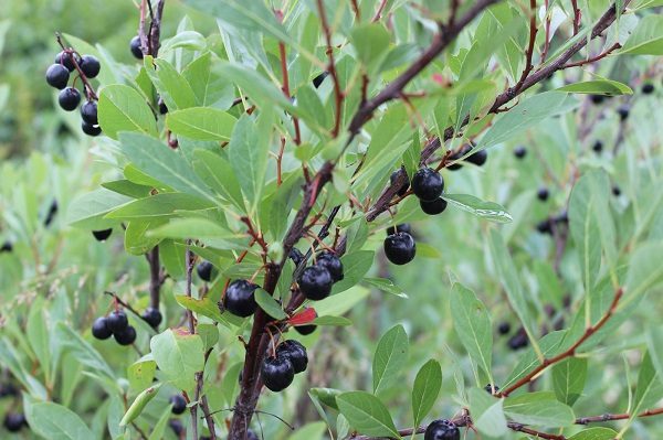  What does Besseya's cherry look like?