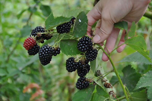  Ramita con bayas jugosas de raso negro.